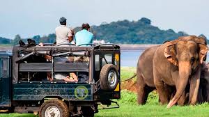 Safari jeep